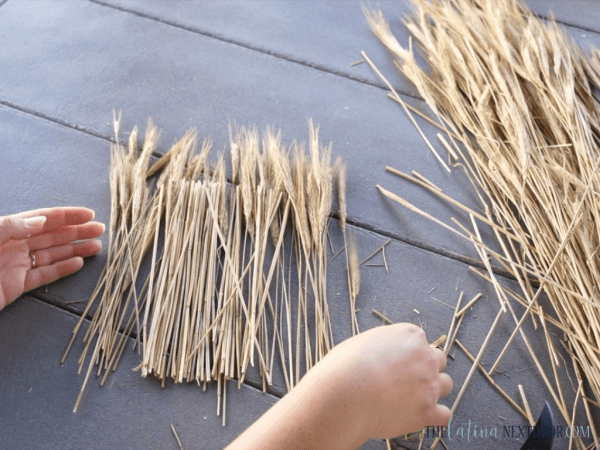 5 1 300x225 Wheat Grass Bundles for Fall